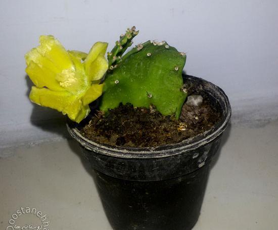 عکس روز گل و گیاه