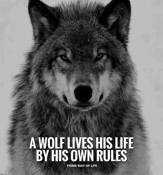 عکس نوشته های گرگ