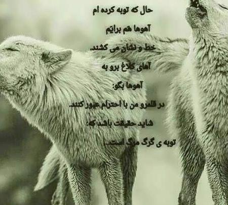 عکس نوشته های گرگ
