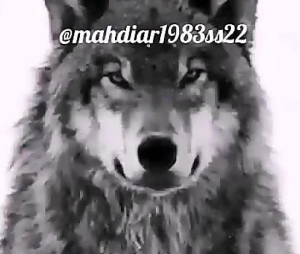 عکس نوشته های گرگ