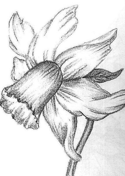 عکس نقاشی گل قلم سیاه