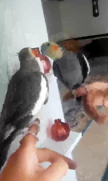 عکس طوطی توکا