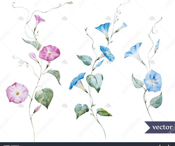 عکس نقاشی گل پیچک