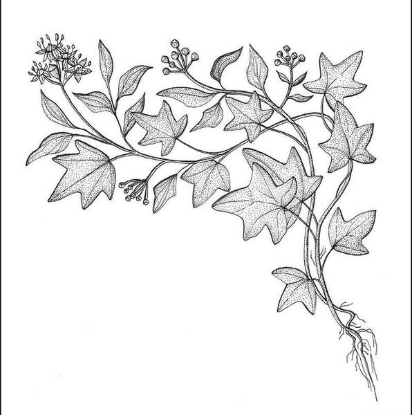 عکس نقاشی گل پیچک