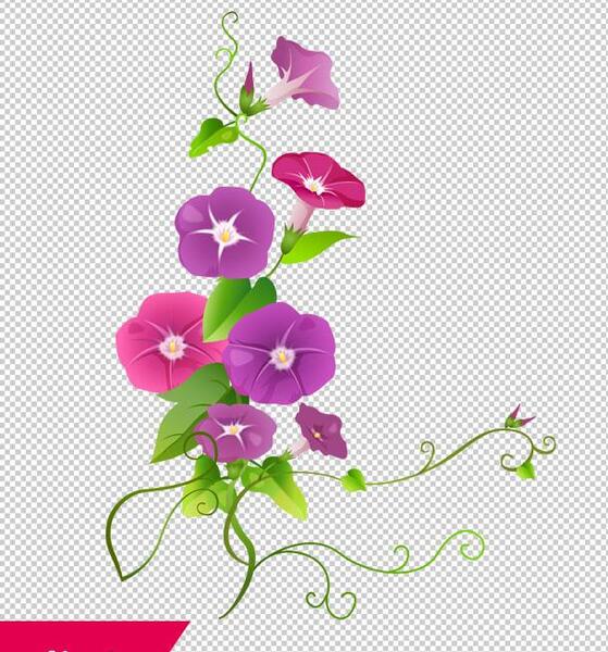 عکس نقاشی گل پیچک