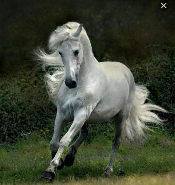 عکس مدل نقاشی سیاه قلم اسب