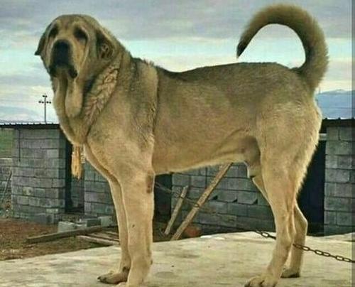 عکس سگ صورت پهن