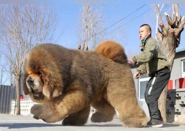 عکس سگ صورت پهن