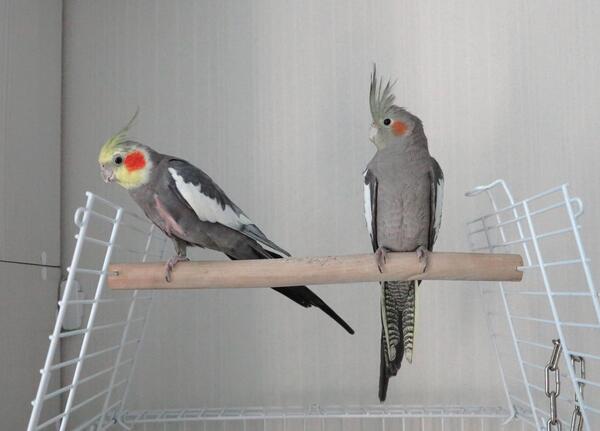 عکس عروس هلندی نر خاکستری