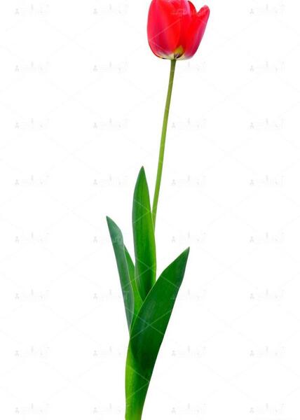 عکس png گل لاله