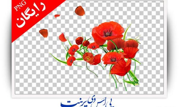 عکس png گل لاله