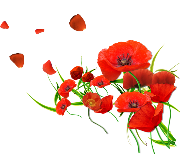 عکس png گل لاله