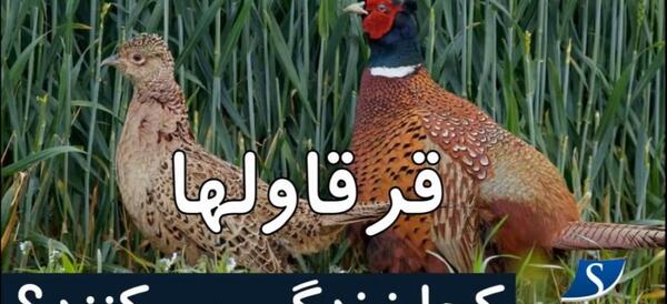 عکس مور فائز کجا زندگی میکند؟