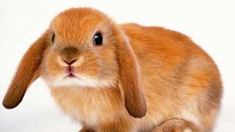 عکس خرگوش های بامزه و خوشگل