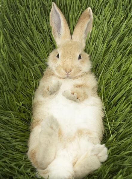 عکس خرگوش های بامزه و خوشگل