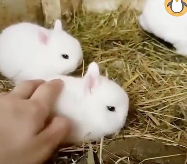 عکس خرگوش های بامزه و خوشگل