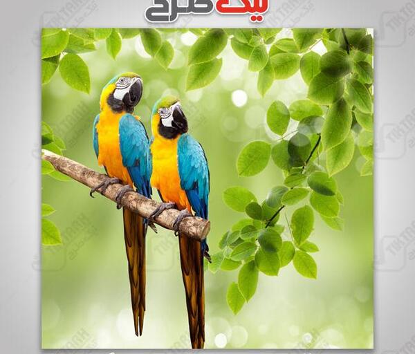 عکس طوطی های رنگارنگ