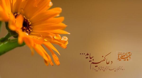 عکس چاقو زدن در حرم امام رضا