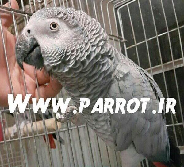 عکس طوطی عروس هلندی گل باقالی