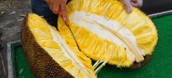 عکس میوه ی جک فروت