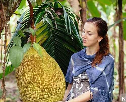 عکس میوه ی جک فروت