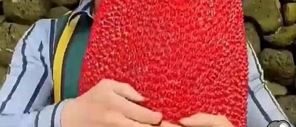عکس میوه ی جک فروت