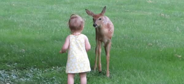 عکس میوه ی جک فروت