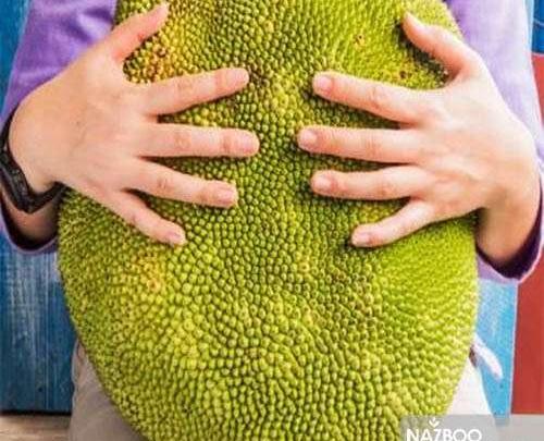 عکس میوه ی جک فروت