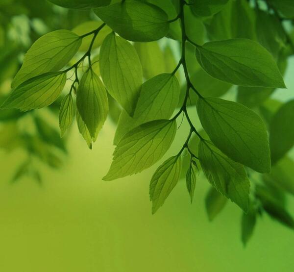 عکس سبز طرح دار