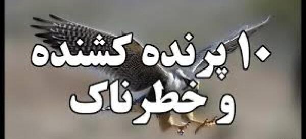 عکس ترسناک ترین عقاب