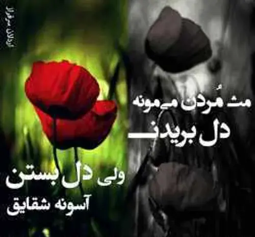عکس نوشته دلم مثل دلت خونه شقایق