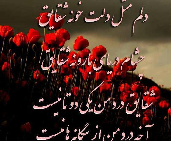 عکس نوشته دلم مثل دلت خونه شقایق