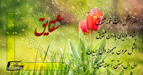 عکس نوشته دلم مثل دلت خونه شقایق