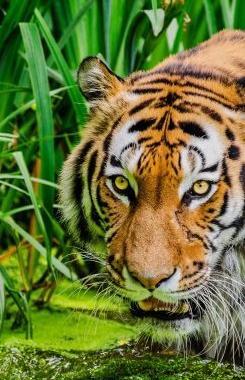 عکس ظرف غذای اتوماتیک سگ