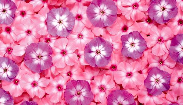 عکس زیبا بک گراند