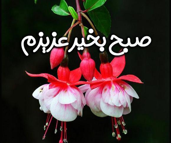 عکس گل صبح بخیر جدید