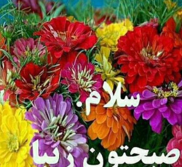 عکس گل صبح بخیر جدید