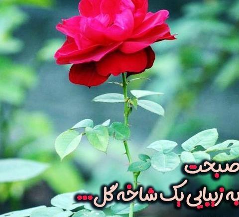 عکس گل صبح بخیر جدید