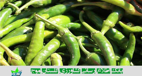 عکس فلفل سبز