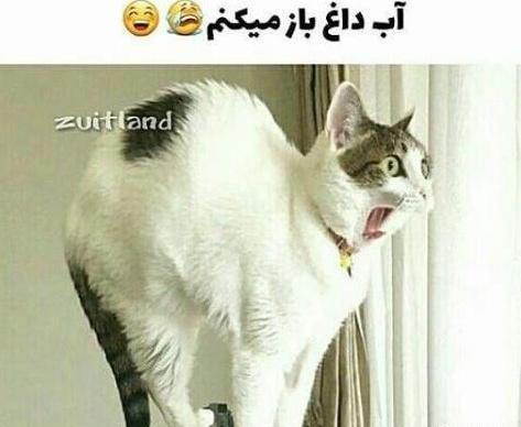 عکس پروفایل خنده دار گربه