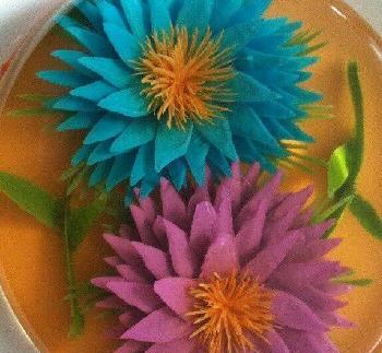 عکس ژله گلدار