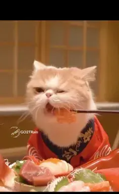 عکس لیسا با گربه هاش