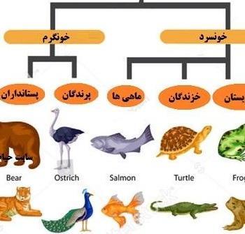 عکس حیوانات بی مهره