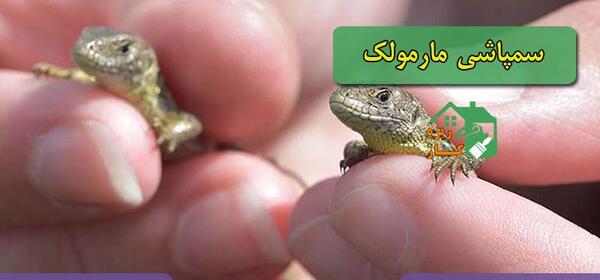 عکس مارمولک در خانه