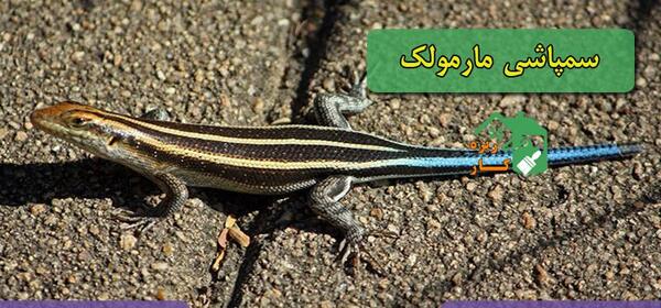 عکس مارمولک در خانه