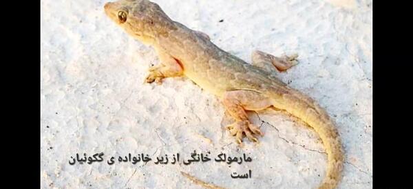 عکس مارمولک در خانه