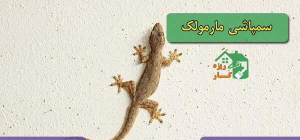 عکس مارمولک در خانه