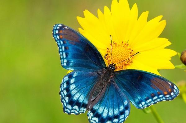 عکس پروانه برای پروفایل