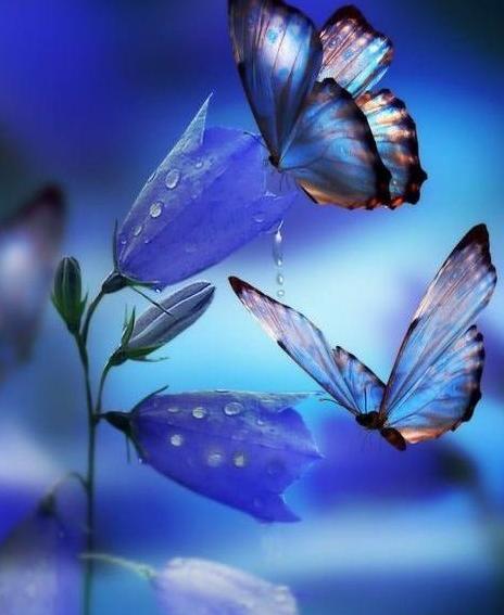 عکس پروانه برای پروفایل