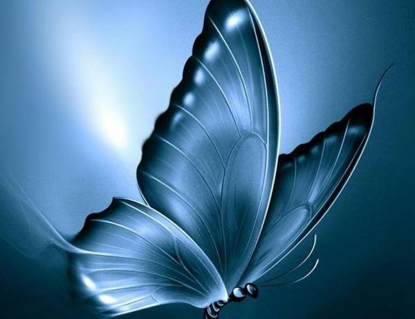 عکس پروانه برای پروفایل